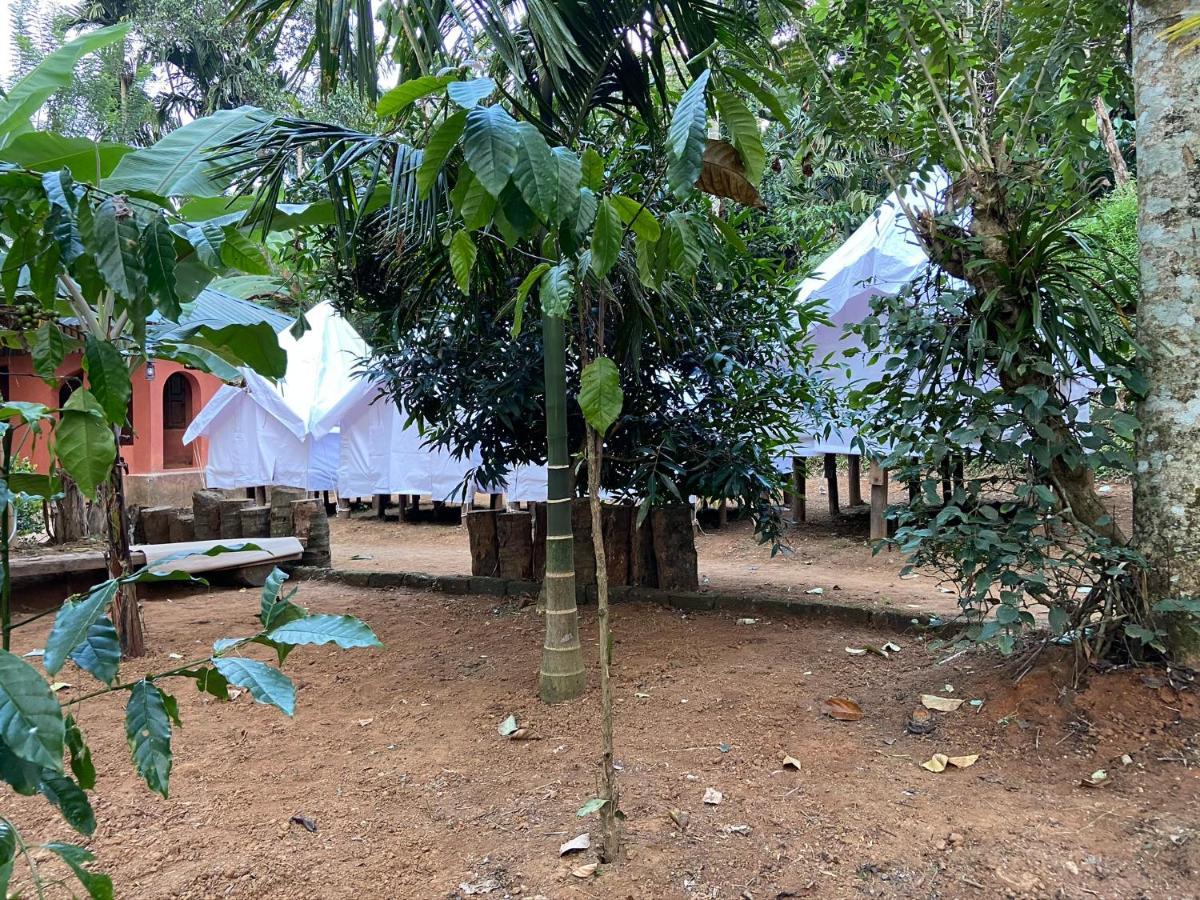 Wayanad Plantation Tent Stay And Swimming Pool Exterior photo